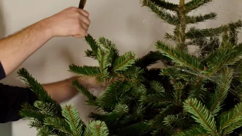 Removing the Christmas tree from its net packaging.Hands cutting mesh Stock Footage 293734784