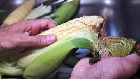 Removing the corn husk or husking peeling away the inedible green outer leaves  Видео 338203184