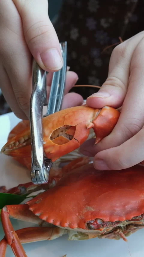 Removing crab meat from leg in kitchen. Chef cracking Alaskan Red King crab leg Stock Footage 284922257