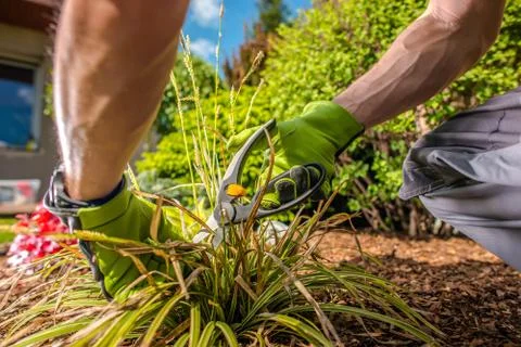 Removing dead leaves Foto stock