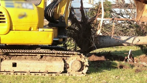 Removing a fir tree Stock Footage 99401772