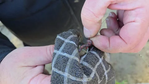 Removing a fishing hook from a caught fish with care in a natural setting Stock Footage 296498141
