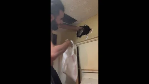 Removing a Giant Python From Inside the Walls, Clarkston, Georgia, USA - 01 Aug  Stock Footage 205437943