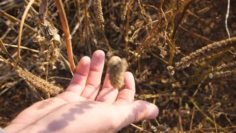 Removing Grass Seeds Manually. Wild Dried Grass. Weeds. Stock Footage 151386712