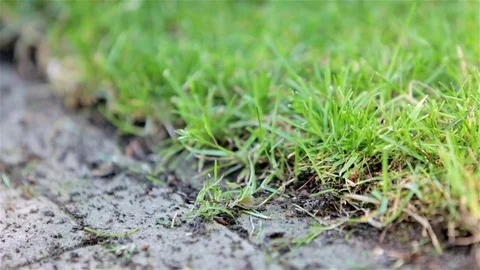 Removing grass from the side Stock Footage 82076526