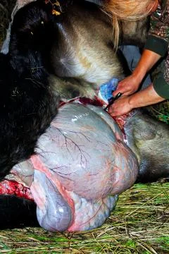 Removing the guts from a moose after it has been shot Stock Photos