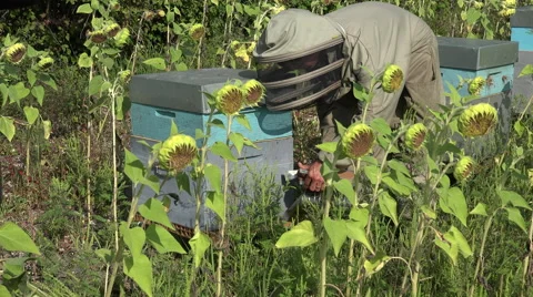 Removing the hive lid Stock Footage 53359329
