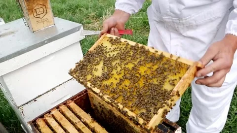 Removing Honey Frames from a Hive 스톡 동영상 240645689