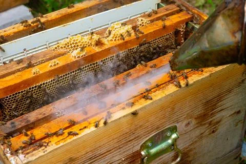 Removing the honeycomb frames from the beehive with bee smoker Foto stock