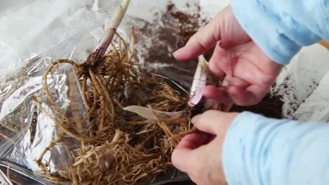 Removing hosta roots from plastic bag Stock Footage 104782154