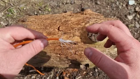 Removing the Inner Strands From Bright Orange 550 Paracord Survival Rope Stock Footage 185988857