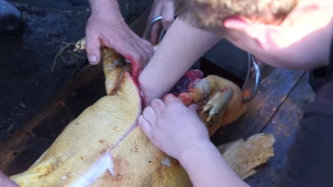 Removing the intestines from a dead pig Stock Footage 138386020