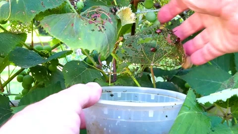 Removing the Invasive Japanese Beetle from Raspberry Leaves, 4k 库存影片 339687188