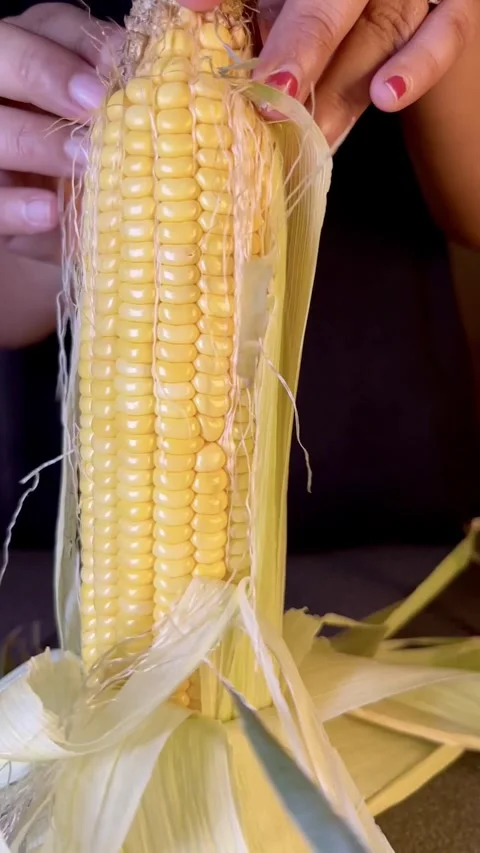 Removing leaf from a sweet corn. sweet corn textured. sweet corn. Stock Footage 287437540