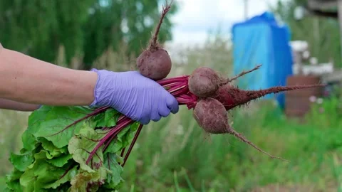 Removing leaves from red beets Stockbeeldmateriaal 314844251