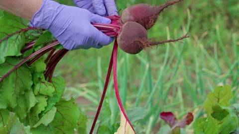 Removing leaves from red beets Stock Footage 314844253