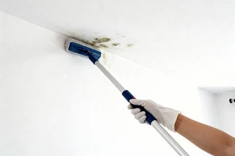 Removing mold from ceiling with a long-handled brush for home maintenance Stock Photos