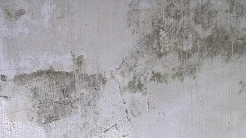 Removing Mold From Interior Walls. Mold remediation in home Video stock 121083089
