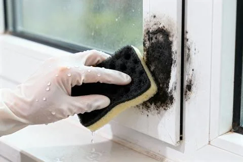Removing mold from a window frame with a sponge and cleaning solution Stock Photos