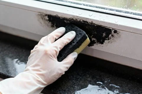 Removing mold from a window frame with a sponge and cleaning solution Stock Photos
