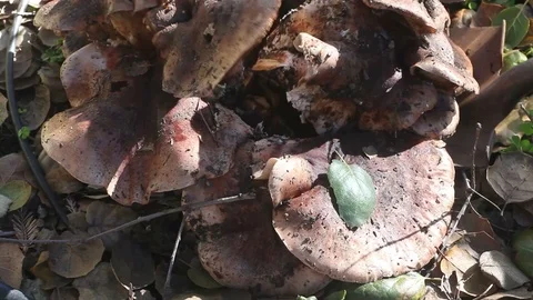 Removing mushroom clump from yard Stock Footage 102745538