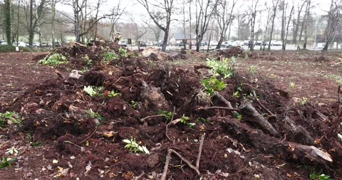 Removing none native Rhododendron trees from the Beacon near Quorn, Loughboro Vidéo 239631330