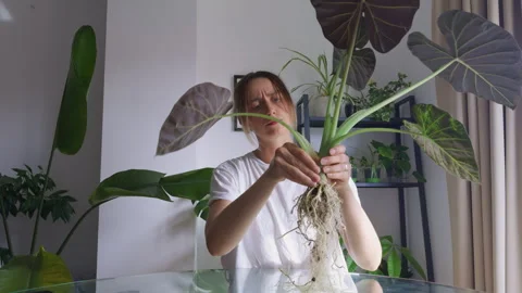 Removing Old Leaf from Alocasia During Plant Care Stock Footage 340327811