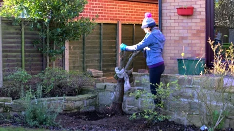 Removing an old pear tree, in January, 2026 Stock Footage 325587906