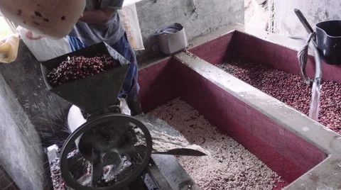 Removing pulp from coffee beams Stock Footage 65501461
