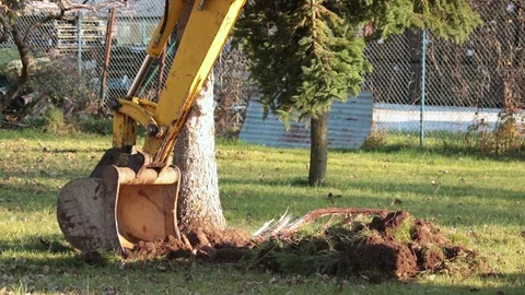 Removing roots of a tree Stock Footage 99858895