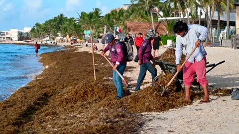 Removing of Sargasso algae from the beach Stock Footage 205472871