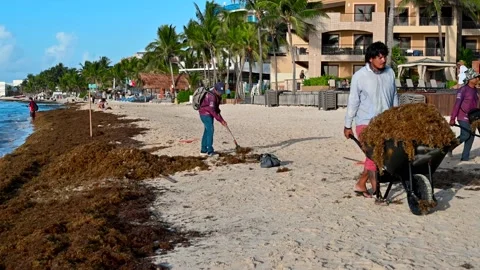 Removing of Sargasso algae from the beach Stock Footage 205473741