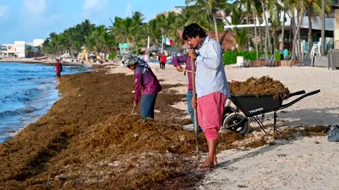 Removing of Sargasso algae from the beach Stock Footage 205481968