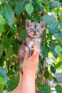 Removing a screaming kitten from a tree Stock Photos