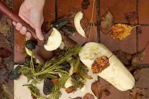 Removing spolied vegetables 写真素材