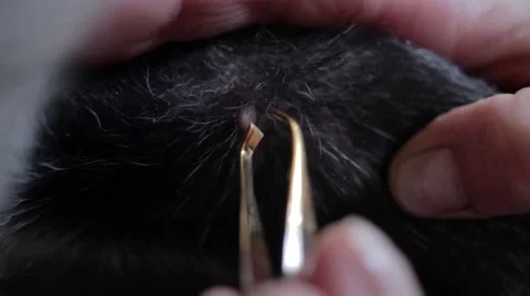 Removing a tick from a dog, close up, parasite, pince Stock-Footage 48265955