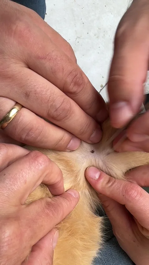 Removing Tick from Ginger Cat Stock Footage 278600139