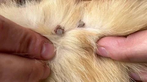 Removing Tick from Ginger Cat Stock Footage 278600154