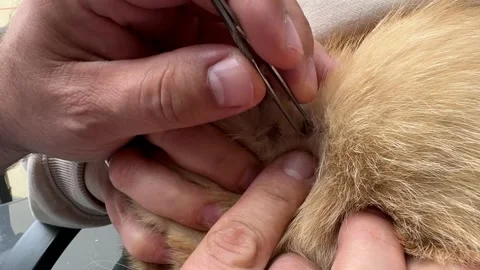 Removing Tick from Ginger Cat Stock Footage 278600206
