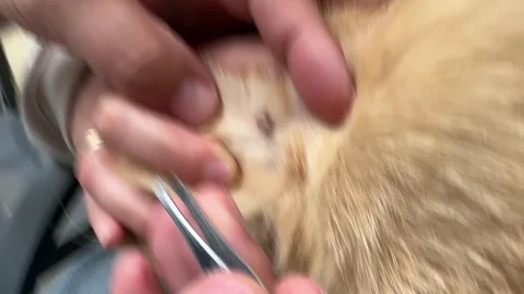 Removing Tick from Ginger Cat Stock Footage 278600236