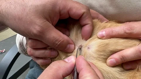 Removing Tick from Ginger Cat Stock Footage 278600253