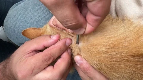 Removing Tick from Ginger Cat Stock Footage 278600336