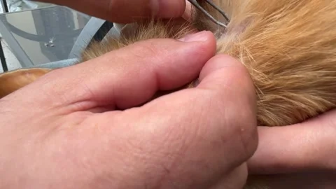 Removing Tick from Ginger Cat Stock Footage 278600339