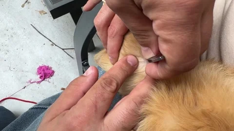 Removing Tick from Ginger Cat Stock Footage 278600382