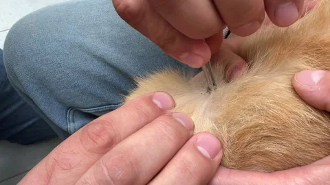 Removing Tick from Ginger Cat Stock Footage 278600390