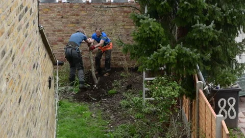 Removing a tree. Stock Footage 150384892
