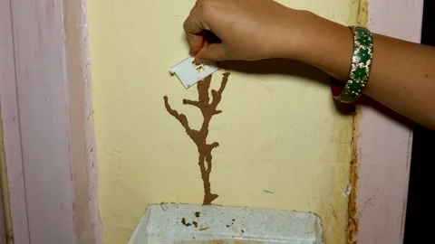 Removing Visible Termite Mud Trail From House Wall With Hand Tool Stock Footage 342748766
