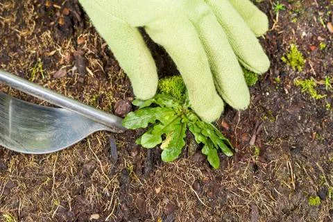 Removing weed from yard Stock Photos