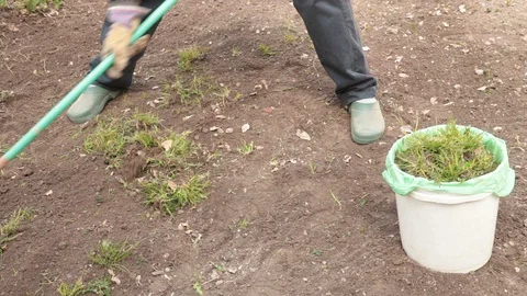 Removing weeds Stock Footage 127783571