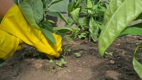 Removing weeds from the garden Stock Footage 201771625